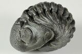 Wide, Enrolled Pedinopariops Trilobite #190596-1